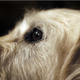 Illustration for article titled Shooting Challenge Pets Gallery 6